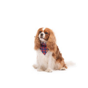 Нашийник-бандана DIEGO - синьо-червона, m