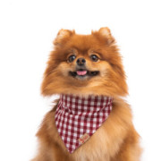 Нашийник-бандана DIEGO - біло-червона, s