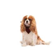 Нашийник-бандана DIEGO - чорно-червона, s