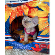 DIEGO rest transformer "Соняшник"