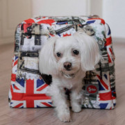 DIEGO rest transformer "Британія"